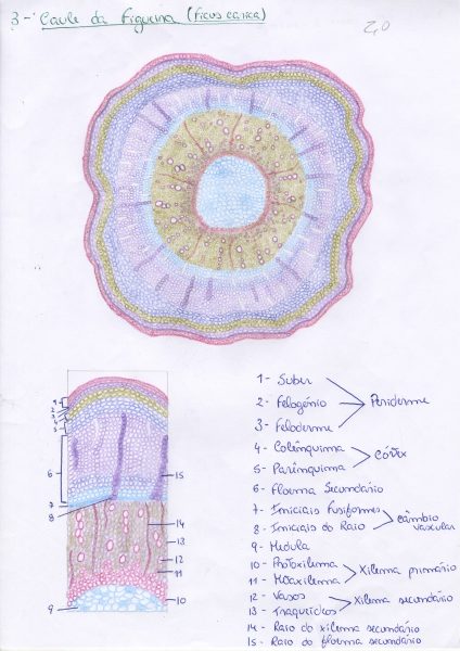 Fig Stem (page of Report)