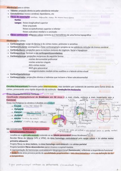 Neuroanatomia - Anatomia e Fisiologia do Sistema Nervoso