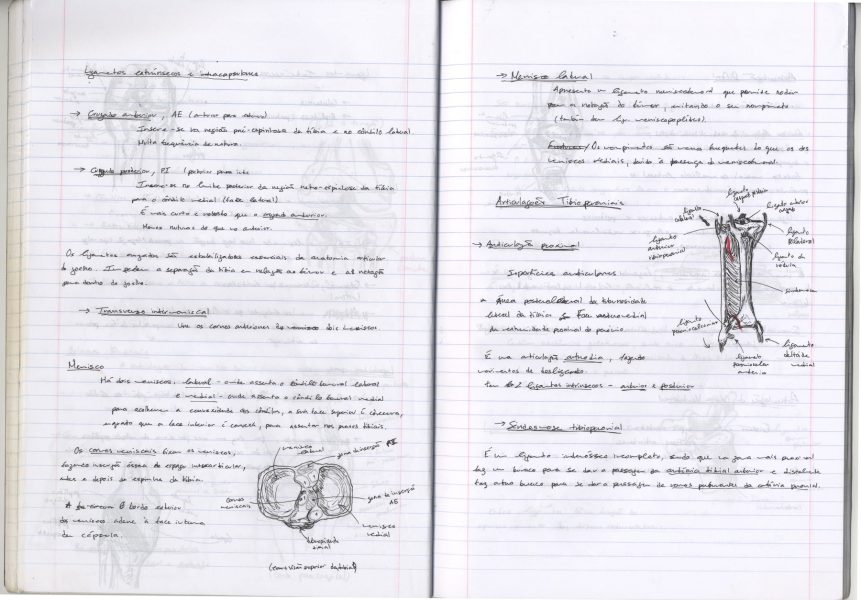 Caderno_TA_Anatomia_11 - cópia-min