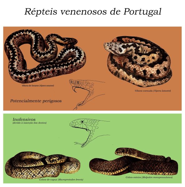Répteis venenosos de Portugal