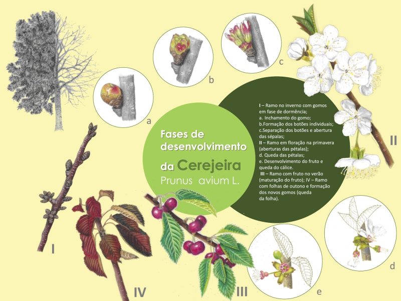Cerejeira (Prunus avium) - Ciclo de vida