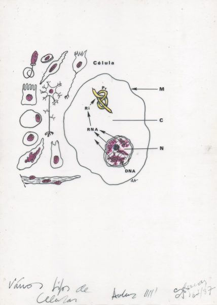 Vários tipos de células observadas em LM e um aspeto ultraestrutural de uma célula