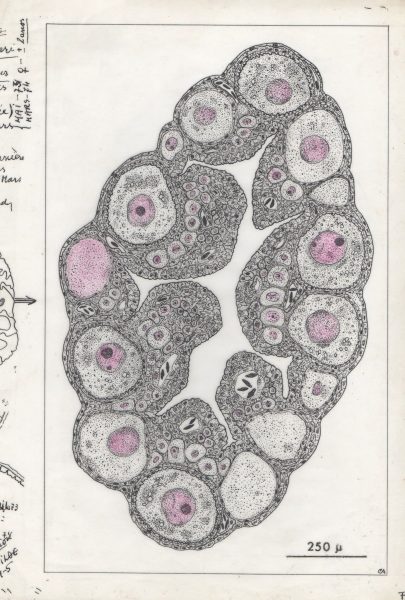 Corte de um ovário de peixe vivíparo, mostrando os óvulos em diferentes fases de desenvolvimento