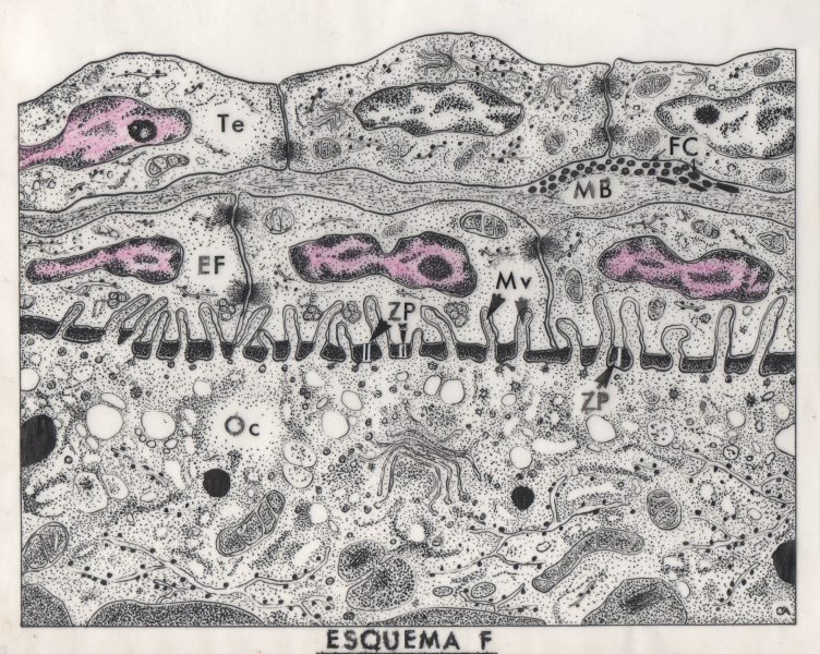 Óvulo e revestimento dos folículos ovulares de peixe vivíparo