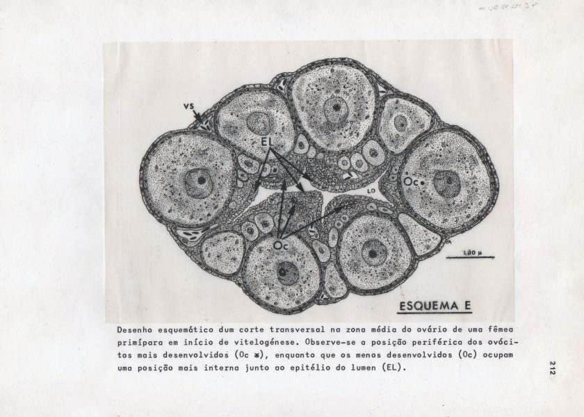 Corte de um ovário de peixe vivíparo, mostrando os óvulos