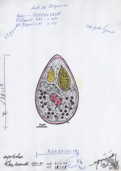 Esporo dum parasita do Phylum Cnidaria (Myxozoa)
