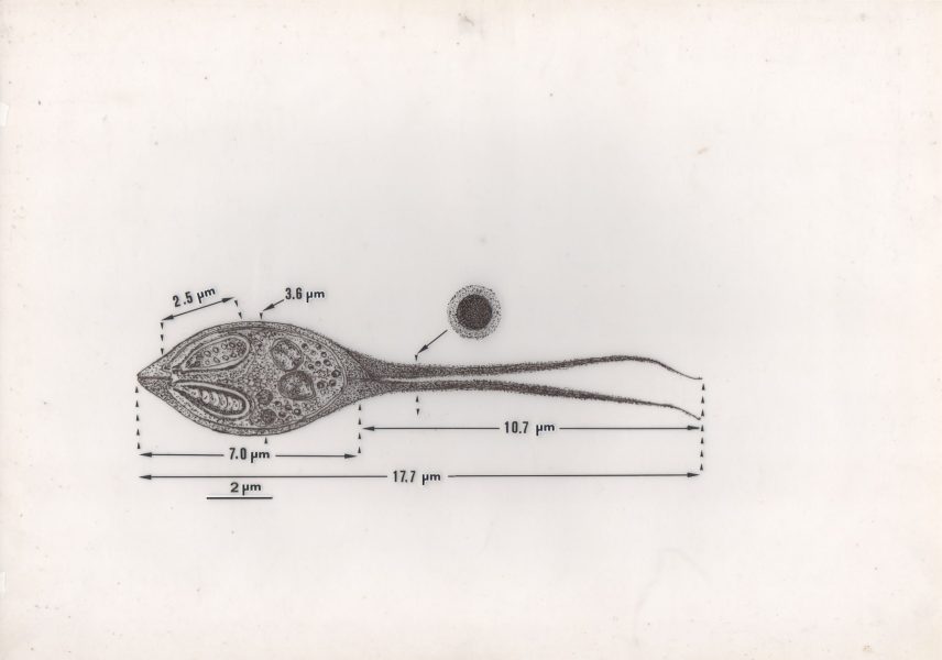 Esquema de um myxosporo do género Henneguya, microparasita do filo Cnidaria (Myxozoa)