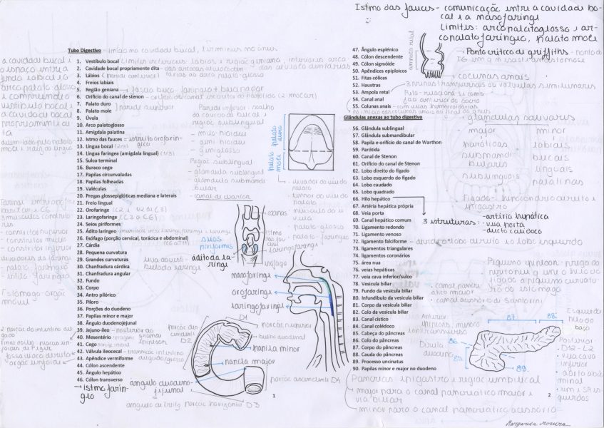 Study Processes on Script of Anatomic Structures