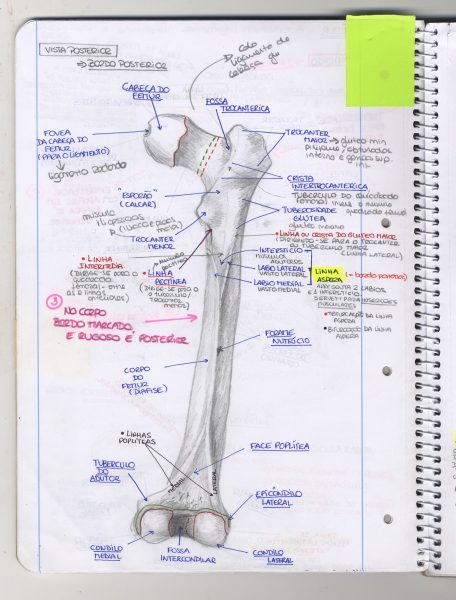 Anatomy Study Processes on the femur (posterior view)